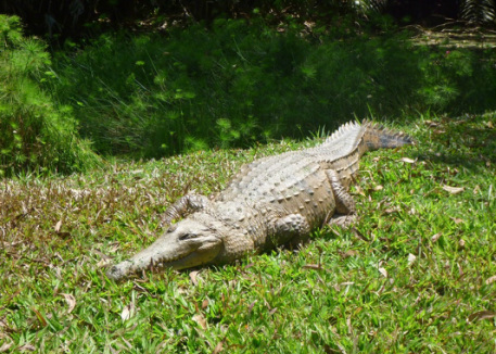A very healthy fresh water crocodile from the local crocodile farm in Berry Springs.